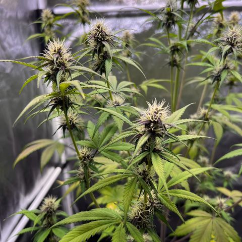 Cookies Gelato Automatic growlog timeline photo