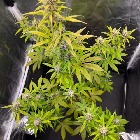 Cookies Gelato Automatic growlog timeline photo