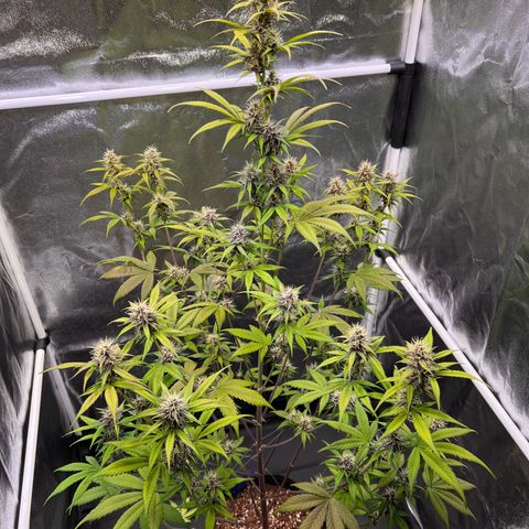 Cookies Gelato Automatic growlog timeline photo