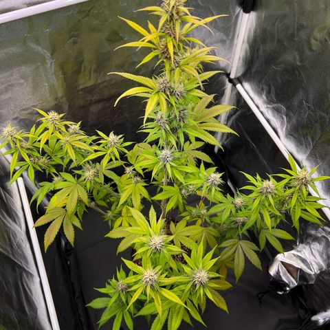 Cookies Gelato Automatic growlog timeline photo