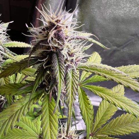 Cookies Gelato Automatic growlog timeline photo