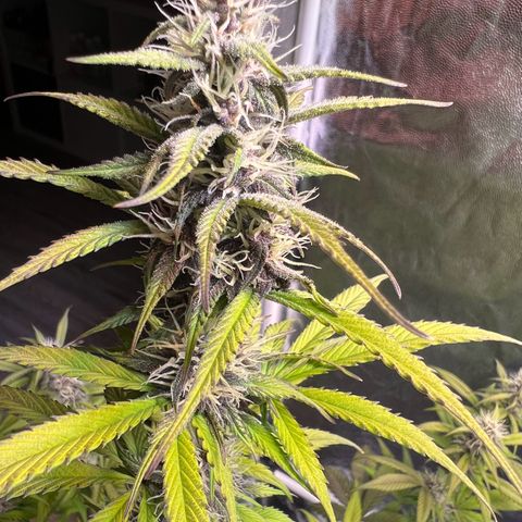 Cookies Gelato Automatic growlog timeline photo