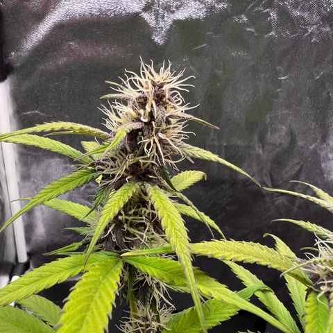 Cookies Gelato Automatic growlog timeline photo