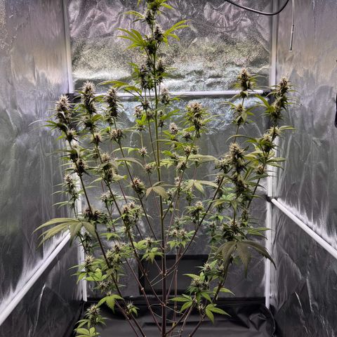 Cookies Gelato Automatic growlog timeline photo