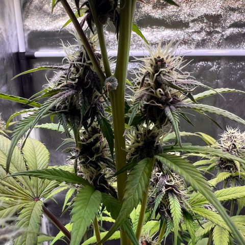 Cookies Gelato Automatic growlog timeline photo