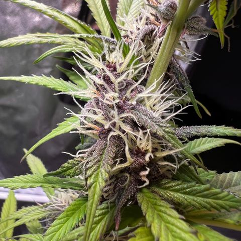 Cookies Gelato Automatic growlog timeline photo