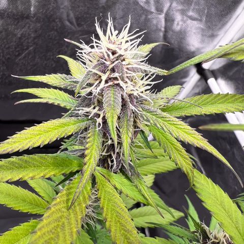Cookies Gelato Automatic growlog timeline photo