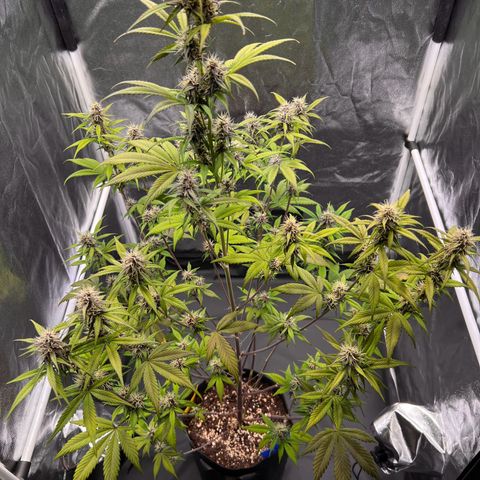 Cookies Gelato Automatic growlog timeline photo