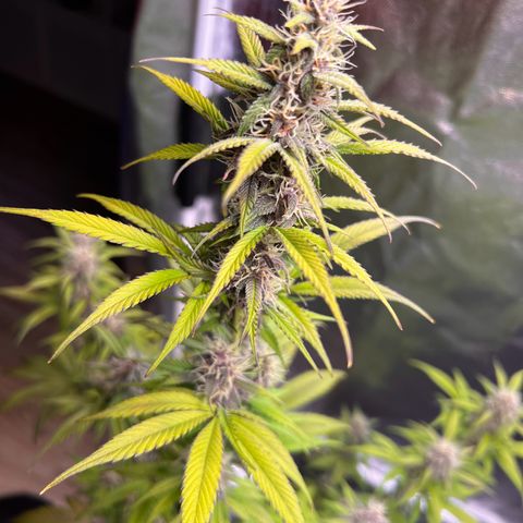 Cookies Gelato Automatic growlog timeline photo