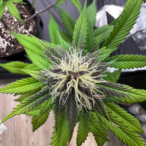 Cookies Gelato Automatic growlog timeline photo