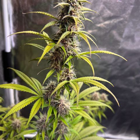 Cookies Gelato Automatic growlog timeline photo