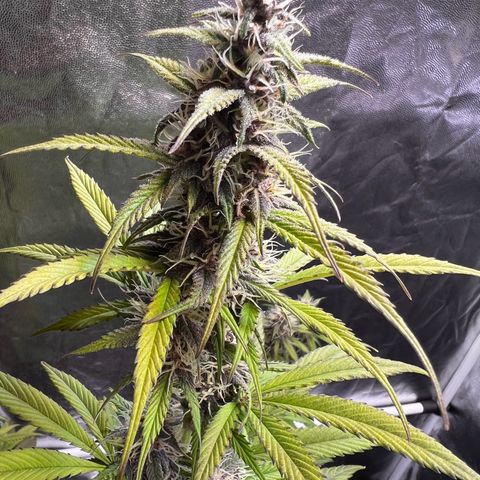 Cookies Gelato Automatic growlog timeline photo