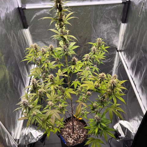 Cookies Gelato Automatic growlog timeline photo