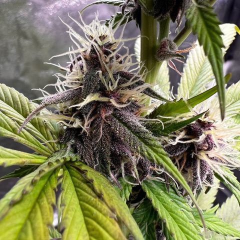 Cookies Gelato Automatic growlog timeline photo