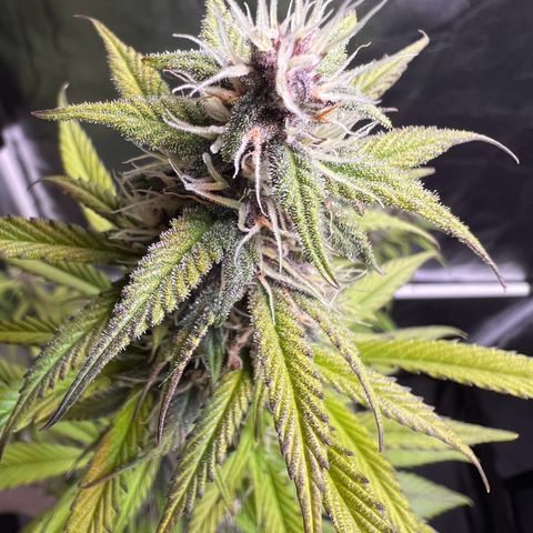Cookies Gelato Automatic growlog timeline photo