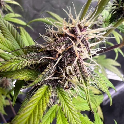 Cookies Gelato Automatic growlog timeline photo