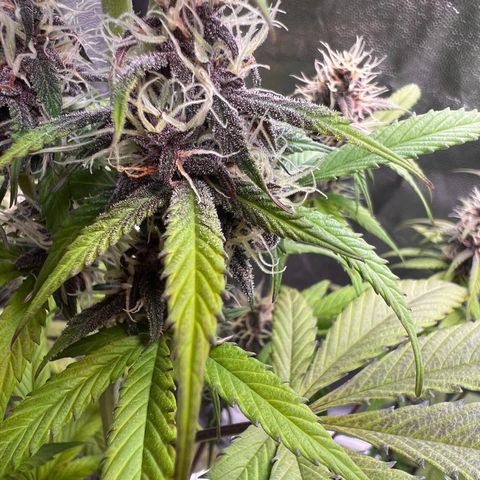 Cookies Gelato Automatic growlog timeline photo