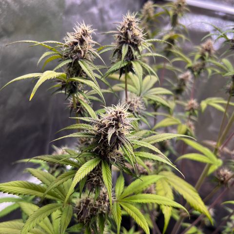 Cookies Gelato Automatic growlog timeline photo