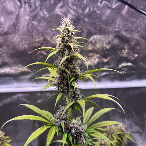 Cookies Gelato Automatic growlog timeline photo