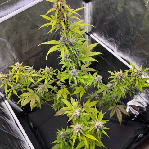 Cookies Gelato Automatic growlog timeline photo