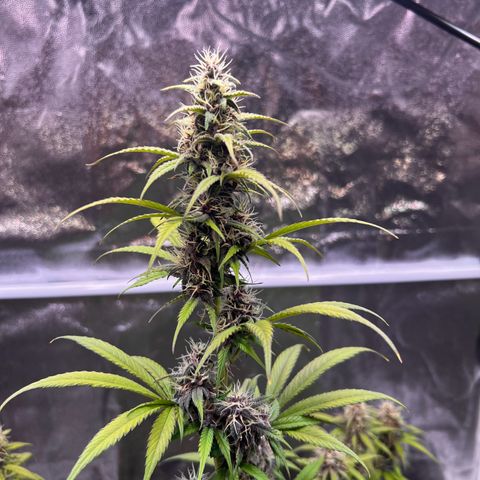Cookies Gelato Automatic growlog timeline photo