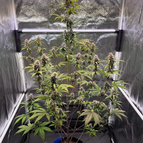 Cookies Gelato Automatic growlog timeline photo