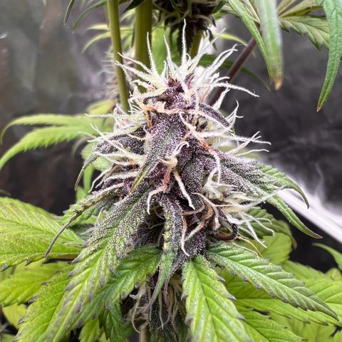 Cookies Gelato Automatic growlog timeline photo