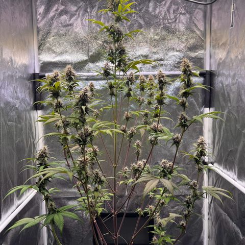 Cookies Gelato Automatic growlog timeline photo
