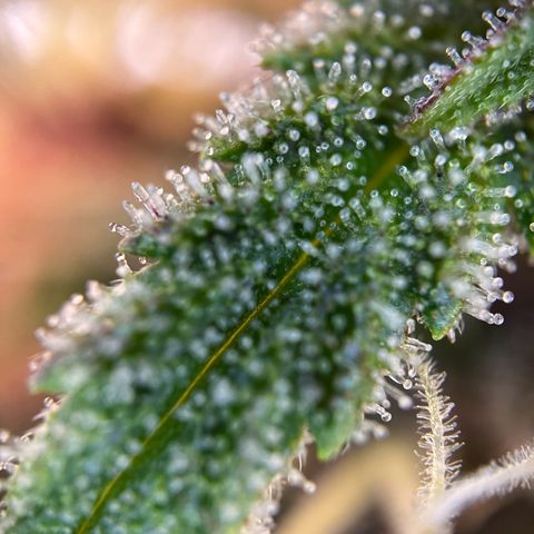 Cookies Gelato Automatic growlog timeline photo