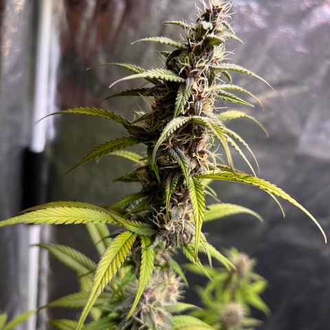 Cookies Gelato Automatic growlog timeline photo