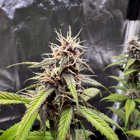Cookies Gelato Automatic growlog timeline photo