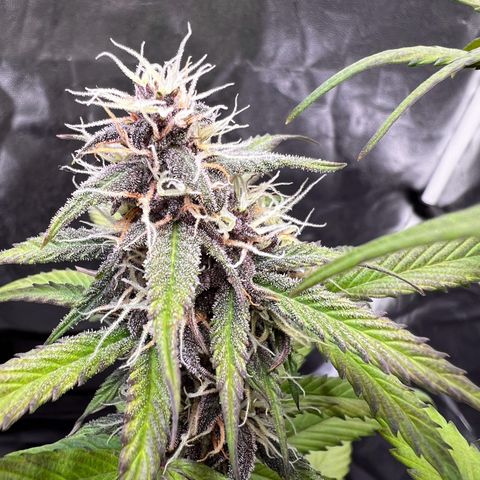 Cookies Gelato Automatic growlog timeline photo