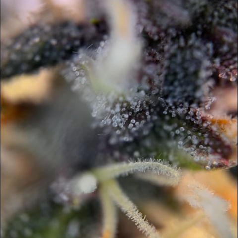 Cookies Gelato Automatic growlog timeline photo