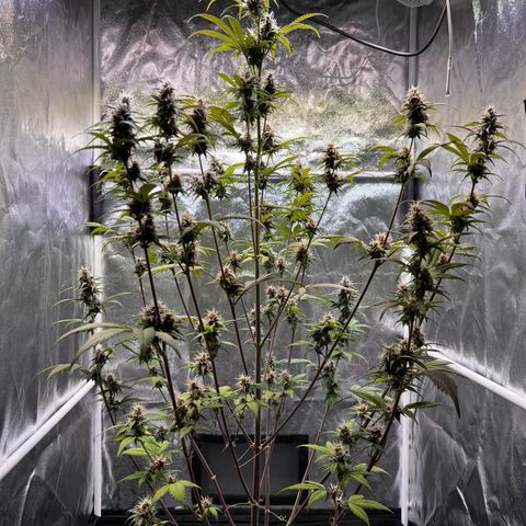 Cookies Gelato Automatic growlog timeline photo