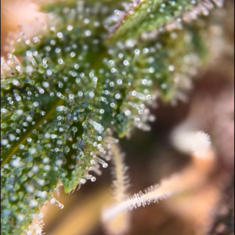 Cookies Gelato Automatic growlog timeline photo