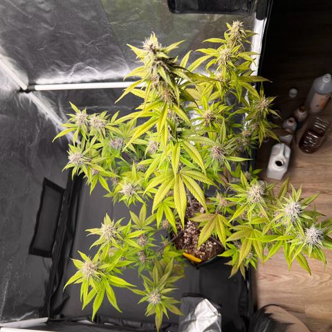 Cookies Gelato Automatic growlog timeline photo