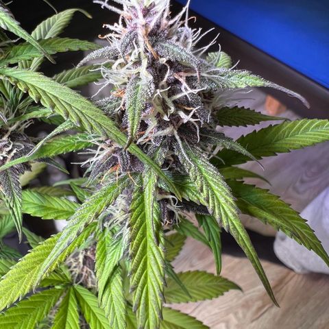 Cookies Gelato Automatic growlog timeline photo