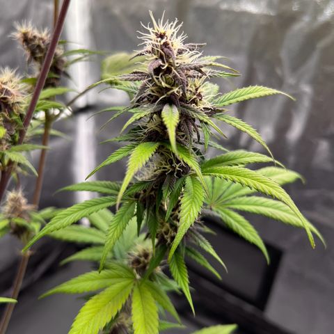 Cookies Gelato Automatic growlog timeline photo