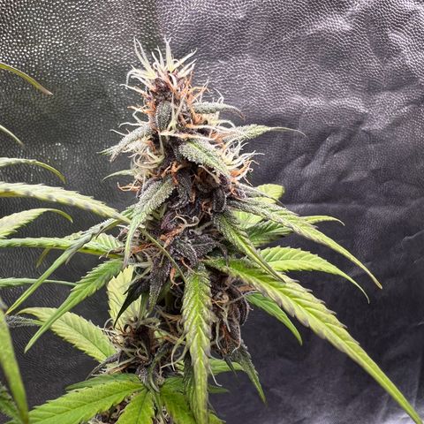 Cookies Gelato Automatic growlog timeline photo
