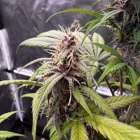 Cookies Gelato Automatic growlog timeline photo