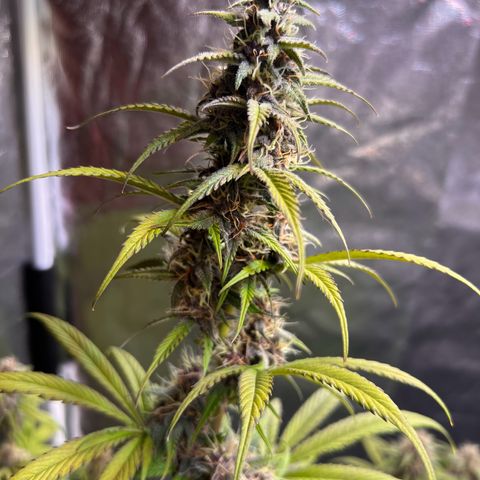 Cookies Gelato Automatic growlog timeline photo