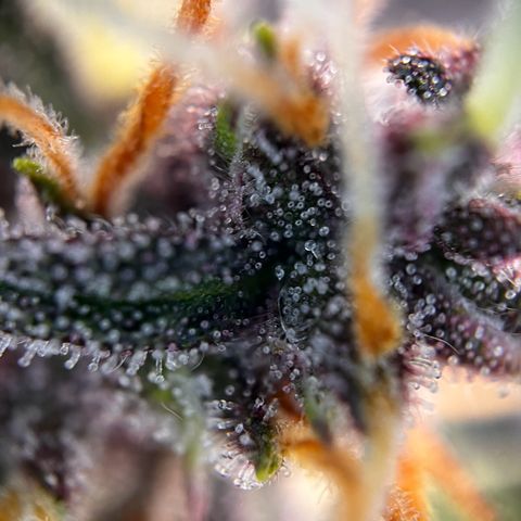 Cookies Gelato Automatic growlog timeline photo