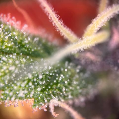 Cookies Gelato Automatic growlog timeline photo