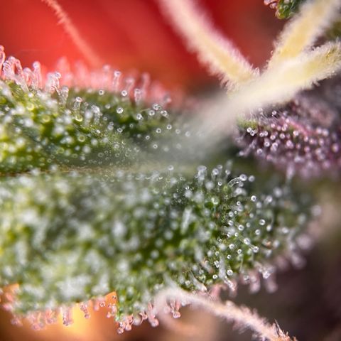 Cookies Gelato Automatic growlog timeline photo