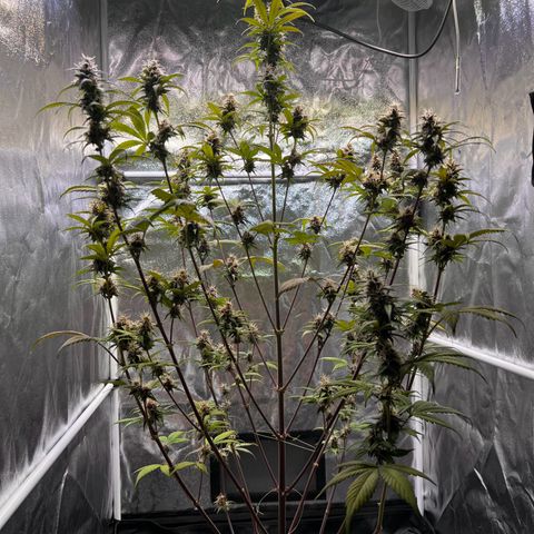 Cookies Gelato Automatic growlog timeline photo
