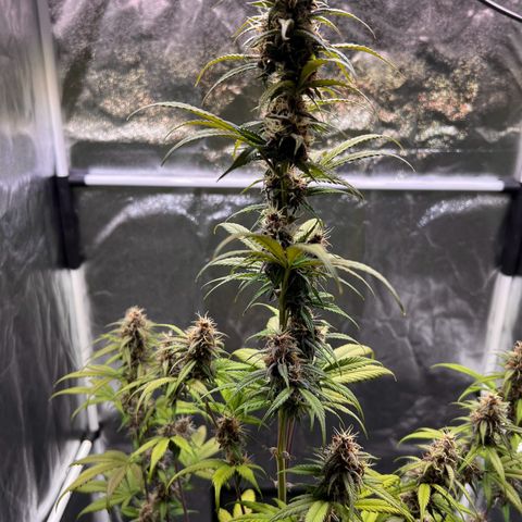 Cookies Gelato Automatic growlog timeline photo