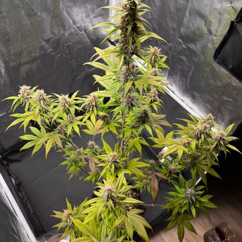 Cookies Gelato Automatic growlog timeline photo
