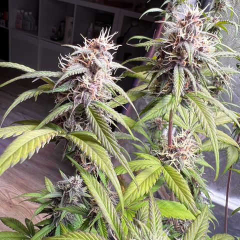 Cookies Gelato Automatic growlog timeline photo