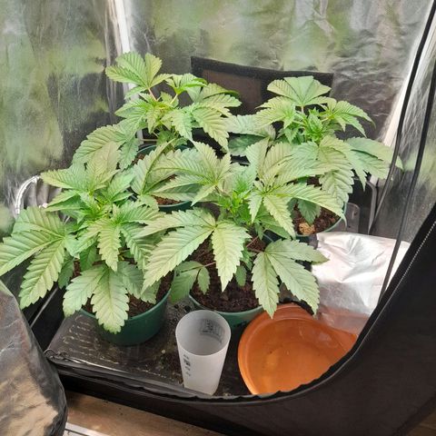 1st growth growlog photo: Matin