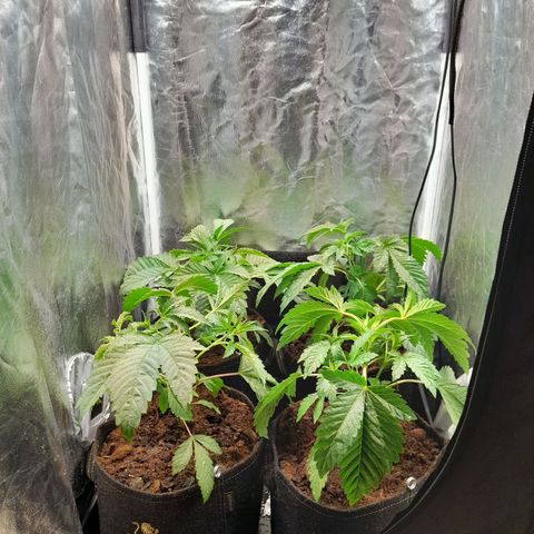 1st growth growlog photo: Rempotage 8l
Coupe apex 1/4 suite tige cassee